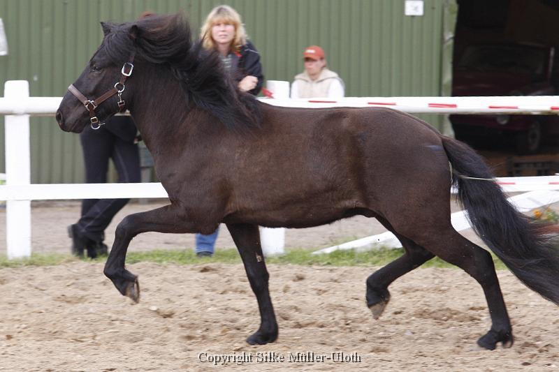 Noah von Heidmoor (5) .JPG